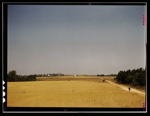 Landscape on the Jackson farm, vicinity of White Plains, Ga.