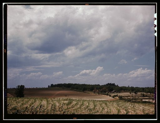 Corn field, Ga.?