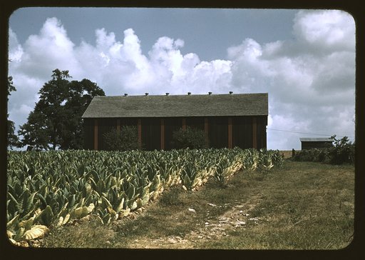 Field of Burley tobacco on farm of Russell Spears, drying and curing barn in the background, vicinity of Lexington, Ky.