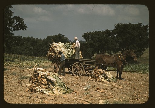 Taking Burley tobacco in from the fields after it had been cut, to dry and cure in the barn, on the Russell Spears' farm, vicinity of Lexington, Ky.