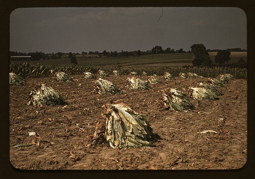 Burley tobacco is placed on sticks to wilt after cutting, before it is taken into the barn for drying and curing on the Russell Spears' farm, vicinity of Lexington, Ky.