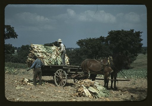 Taking burley tobacco in from the fields, after it has been cut to dry and cure in the barn, on the Russell Spears' farm, vicinity of Lexington, Ky.