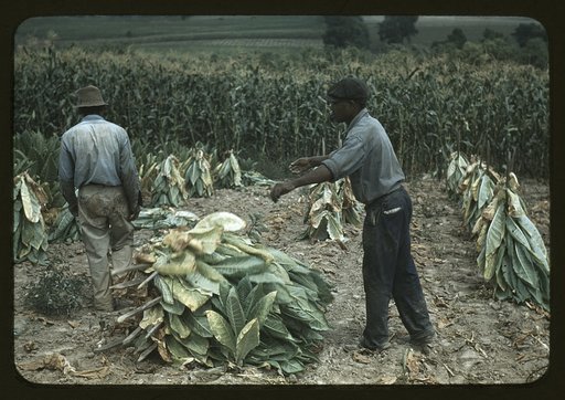 Burley tobacco is placed on sticks to wilt after cutting, before it is taken into the brn for drying and curing, on the Russell Spears' farm, vicinity of Lexington, Ky.