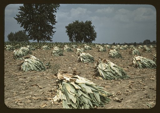 Burley tobacco is placed on sticks to wilt after cutting,before it is taken into the barn for drying and curing, on the Russell Spears' farm, vicinity of Lexington, Ky.