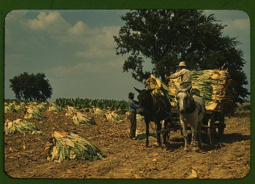 Taking Burley tobacco in from the fields, after it has been cut, to dry and cure in the barn, Russell Spears' farm, vicinity of Lexington, Ky.