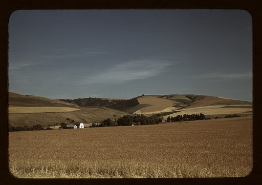 Wheat farm, Walla Walla, Washington