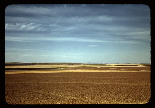 Wheat farm, Walla Walla, Washington