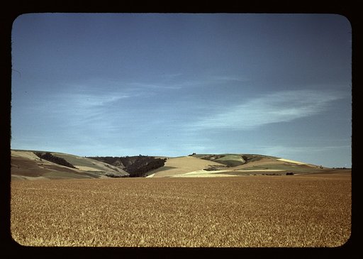 Wheat land, Walla Walla, Washington