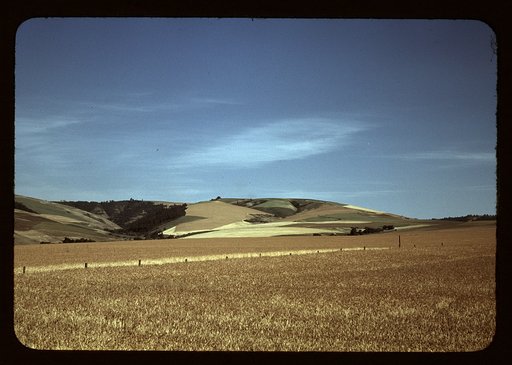 Wheat farm, Walla Walla, Washington