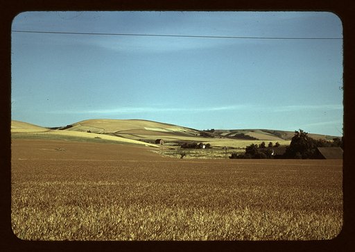 Wheat farm, Walla Walla, Washington