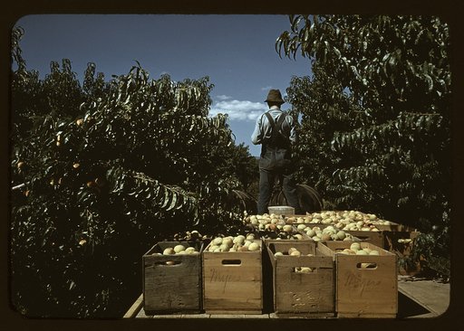 Hauling crates of peaches from the orchard to the shipping shed, Delta County, Colo.