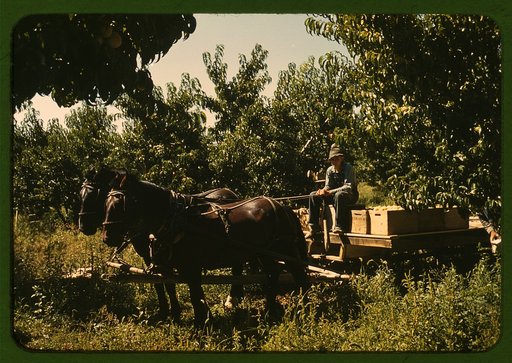 Hauling crates of peaches from the orchard to the shipping shed, Delta County, Colo.