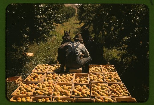 Hauling crates of peaches from the orchard to the shipping shed, Delta County, Colo.