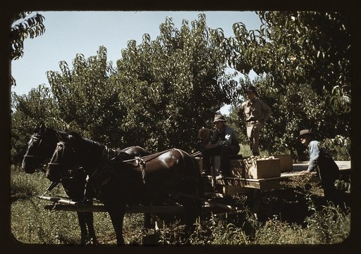 Crates of peaches being gathered from pickers to be hauled to the shipping shed, Delta County, Colo.