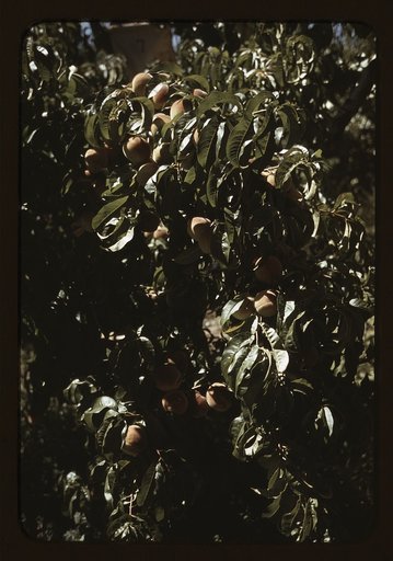 A branch of peaches in an orchard, Delta County, Colo.