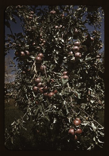Peaches [i.e. apples] on a tree, orchard in Delta County, Colo.