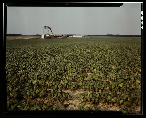 Bean field [and canning factory] Seabrook Farm, Bridgeton, N.J.