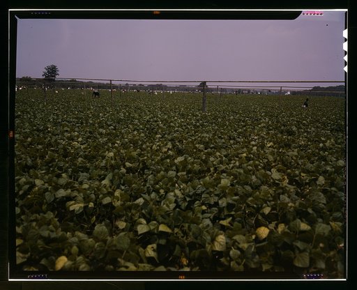 Day laborers (from nearby towns or migrant) picking string beans among the poles for overhead irrigation, Seabrook Farms, Bridgeton, N.J.