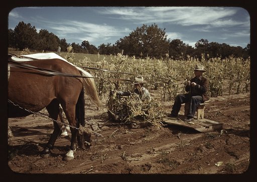 Harvesting corn, Pie Town, New Mexico
