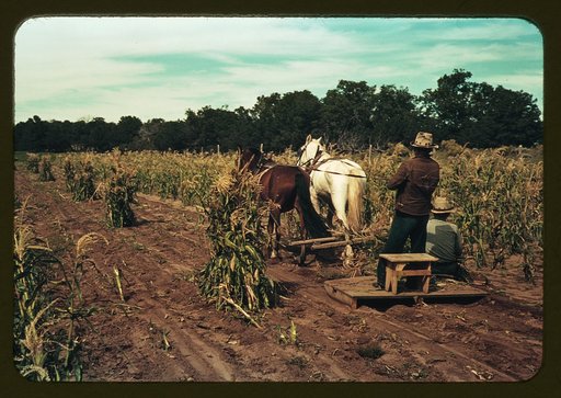 Gathering corn in the field, Pie Town, New Mexico