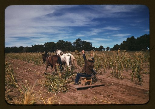 Harvesting new corn from the field of Jim Norris, Pie Town, New Mexico