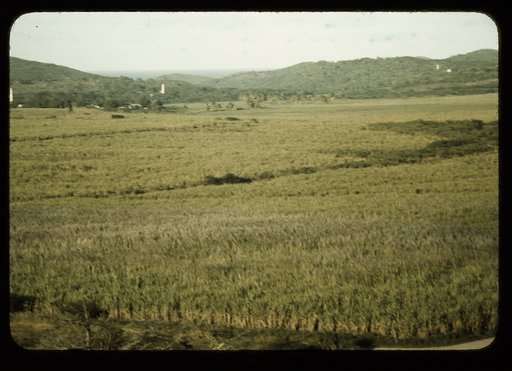 Sugar cane land, Yabucoa Valley? Puerto Rico