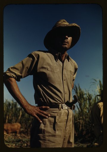 Man in a sugar-cane field during harvest, vicinity of Rio Piedras? Puerto Rico
