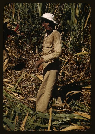 FSA borrower and participant in the sugar cane cooperative, Rio Piedras, Puerto Rico