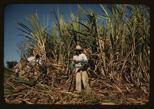 Sugar cane worker in the rich field, vicinity of Guanica, Puerto Rico