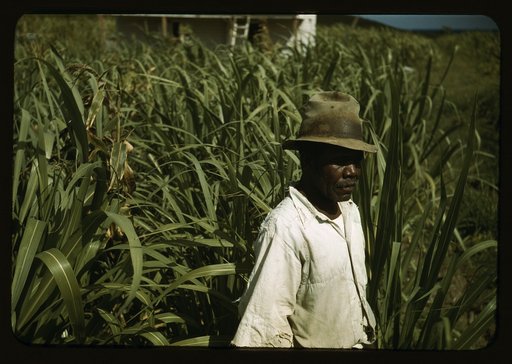 FSA borrower? in a sugar-cane field, Puerto Rico