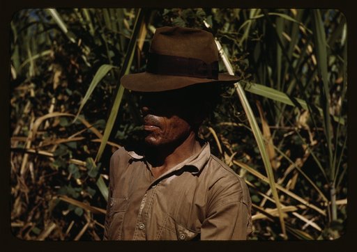 FSA borrower who is a member of a sugar cooperative, vicinity of Rio Piedras, Puerto Rico
