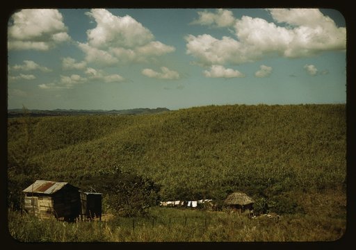Sugar cane land, vicinity of Rio Piedras, Puerto Rico