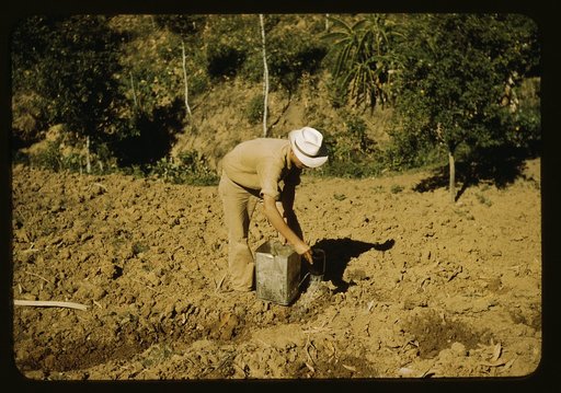 FSA borrower and member of Yauco tomato cooperative, planting tomatoes on his farm in the hills, vicinity of Yauco, Puerto Rico