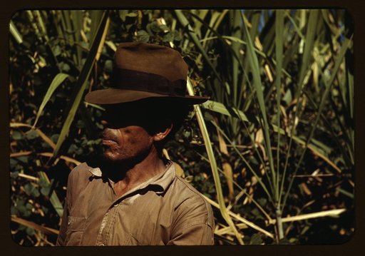 FSA borrower who is a member of a sugar cooperative, vicinity of Rio Piedras, Puerto Rico