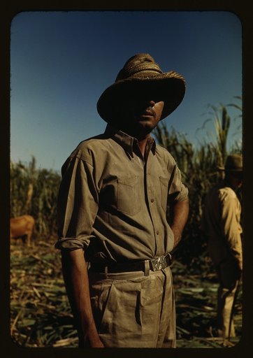 Man in a sugar cane field during harvest, Puerto Rico