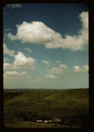 Sugar cane land, vicinity of Rio Piedras, Puerto Rico