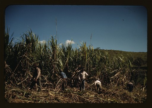Farm Security Administration farmers working in a sugar cane field, vicinity of Rio Piedras, Puerto Rico. This is part of an FSA cooperative