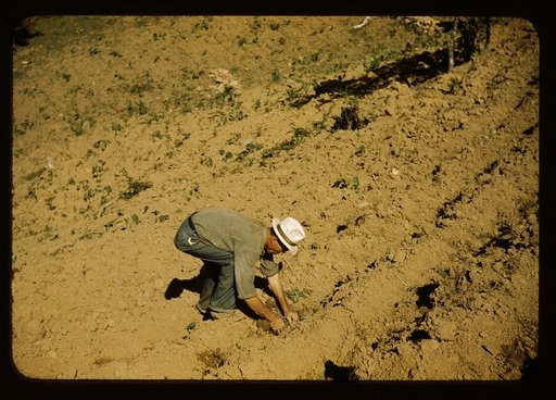 FSA borrower and member of Yauco tomato cooperative, planting tomatoes on his farm in the hills, vicinity of Yauco, Puerto Rico