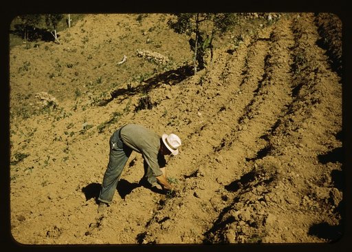 FSA borrower and member of Yauco tomato cooperative, planting tomatoes on his farm in the hills, vicinity of Yauco, Puerto Rico