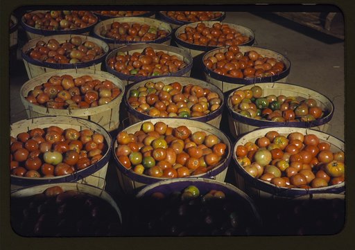 Tomatoes at the Yauco Cooperative Growers' Association, Puerto Rico