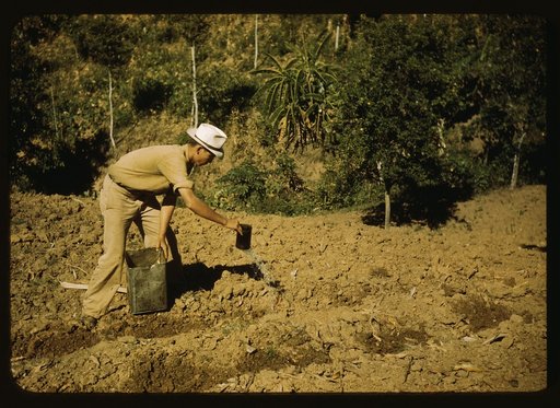 FSA borrower and member of Yauco tomato cooperative, planting tomatoes on his farm in the hills, vicinity of Yauco, Puerto Rico