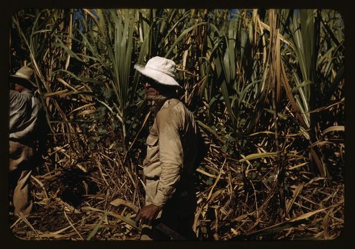 FSA borrower and participant in the sugar cane cooperative, Rio Piedras, Puerto Rico