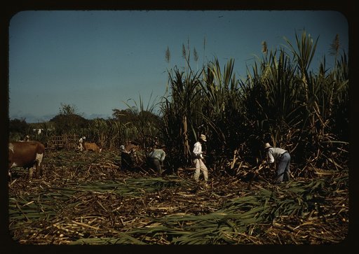 Farm Security Administration borrowers harvesting sugar cane cooperatively on a farm, vicinity of Rio Piedras, Puerto Rico