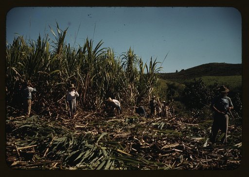 Farm Security Administration farmers working in a sugar cane field, vicinity of Rio Piedras, Puerto Rico. This is part of an FSA cooperative