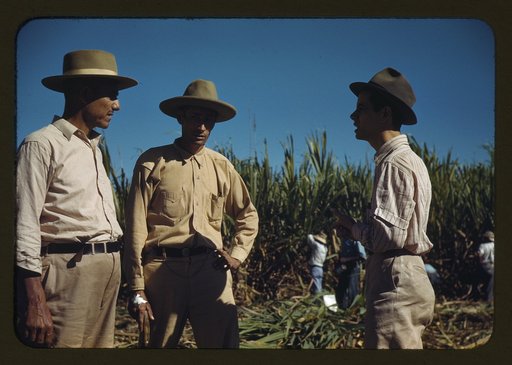 Sugar cane workers, vicinity of Rio Piedras, Puerto Rico