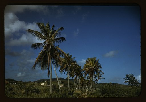 A farm road near one of the "villages" on the northern coast, Saint Croix island, Virgin Islands