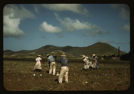 Cultivating sugar cane of the Virgin Islands Company land, vicinity of Bethlehem, St. Croix