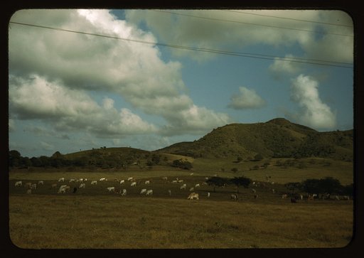 A cattle farm, vicinity of Christiansted, St. Croix, Virgin Islands