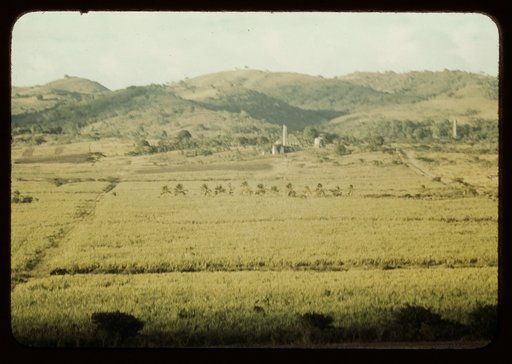 Sugar cane fields on the north-west part of the island, St. Croix island, Virgin Islands