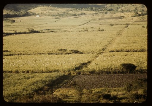 Sugar cane fields on the north-west part of the island, St. Croix island, Virgin Islands